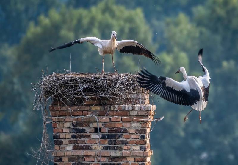 Professional Chimney Animal Removal Services in Marina Del Rey, California