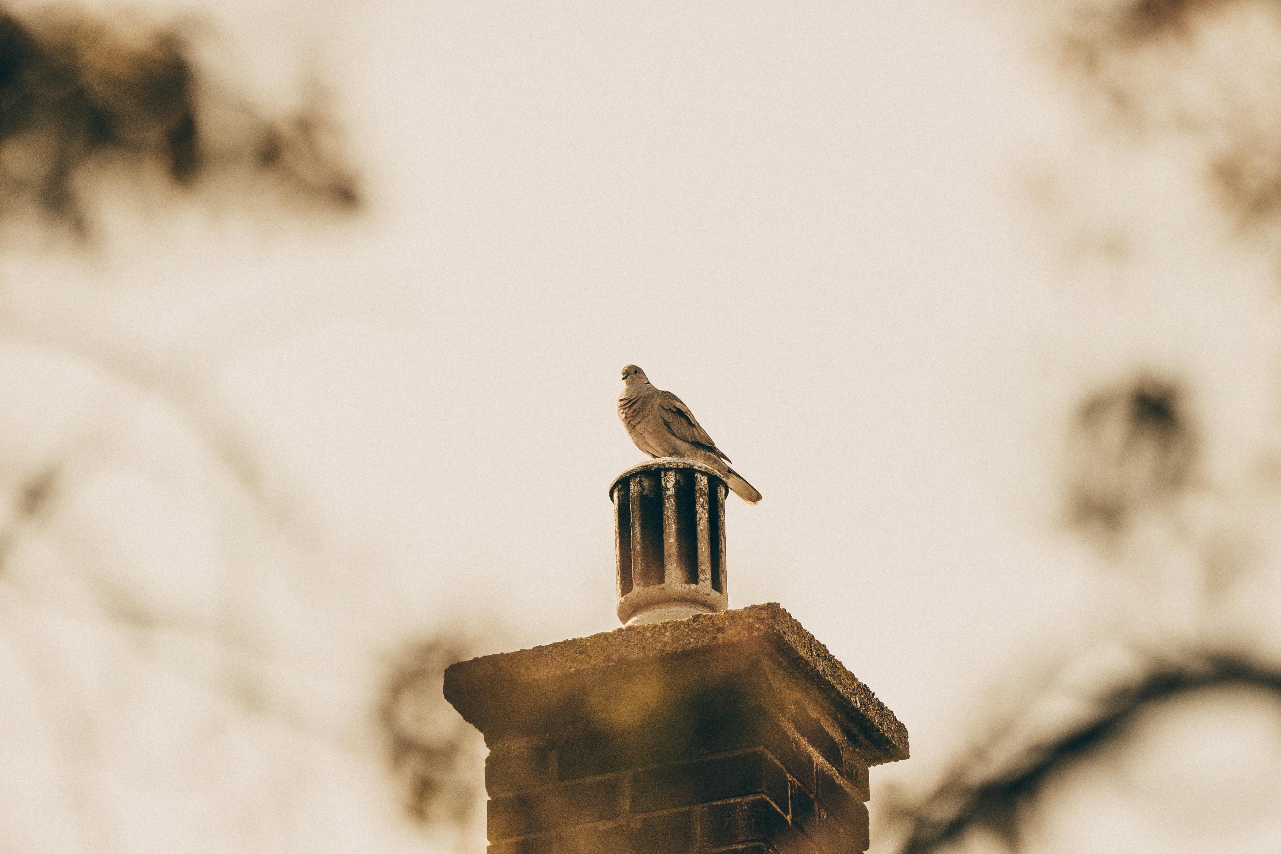 Expert Chimney Cap Installation in Marina Del Rey, California